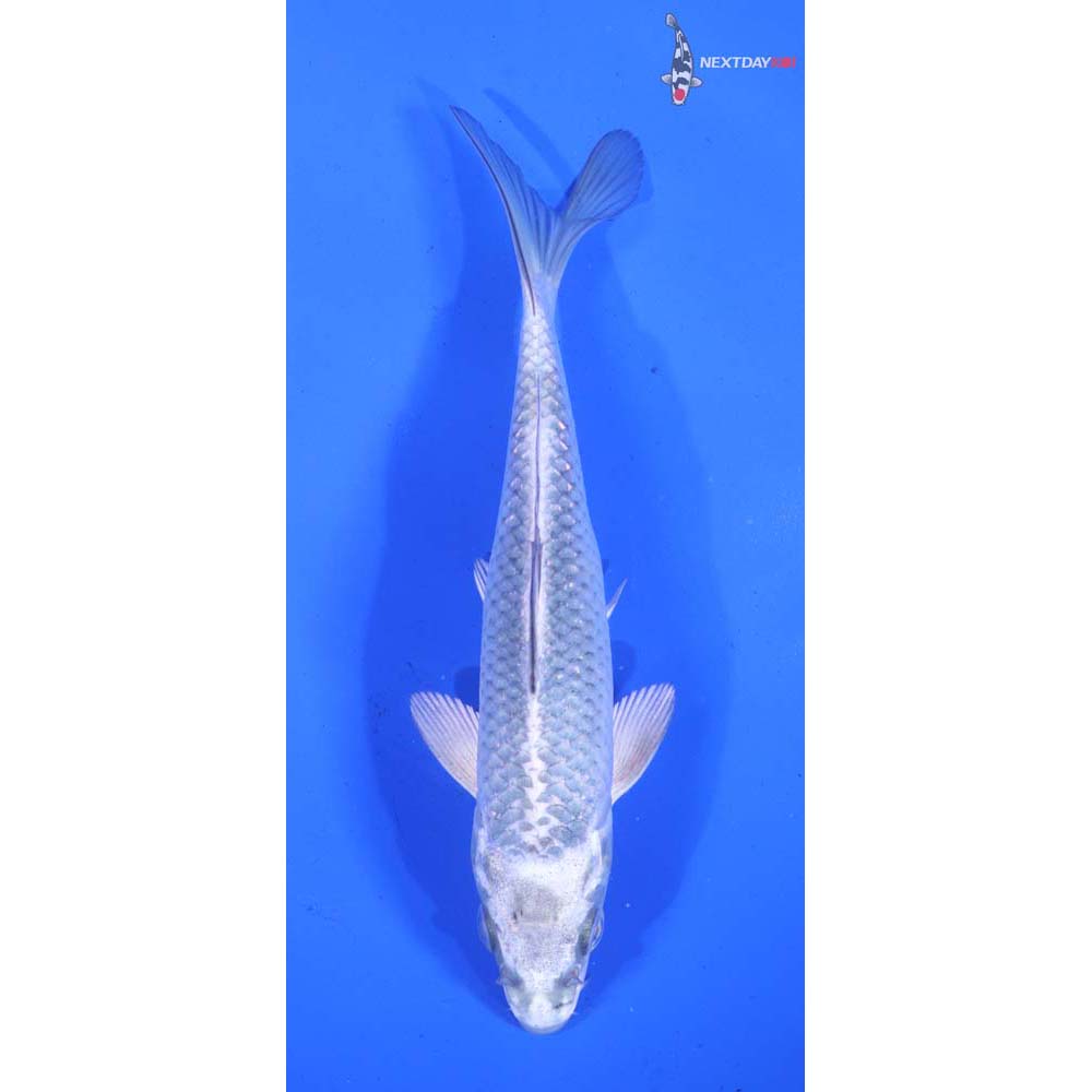 5.5” Imported Gin Matsuba