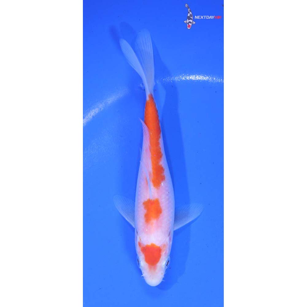 5.5” Imported Kohaku