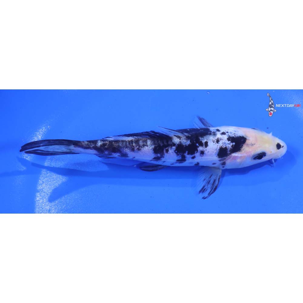 5.5” Imported Doitsu Shiro Bekko