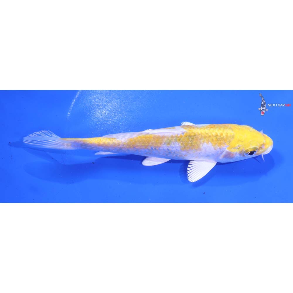 5.5” Imported Lemon Hariwake