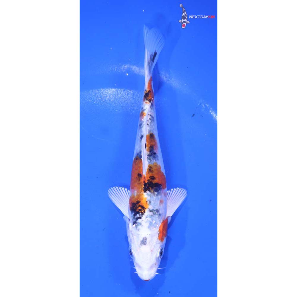 5.5” Imported Yamato Nishiki