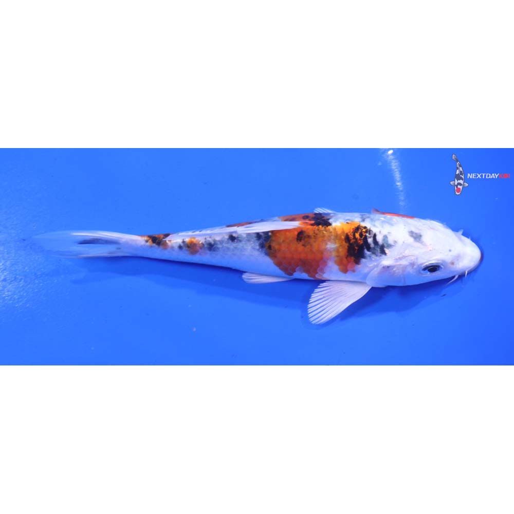 5.5” Imported Yamato Nishiki