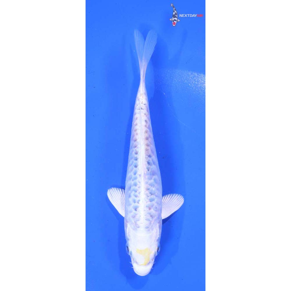 5.5” Imported Armor Scaled Kujaku