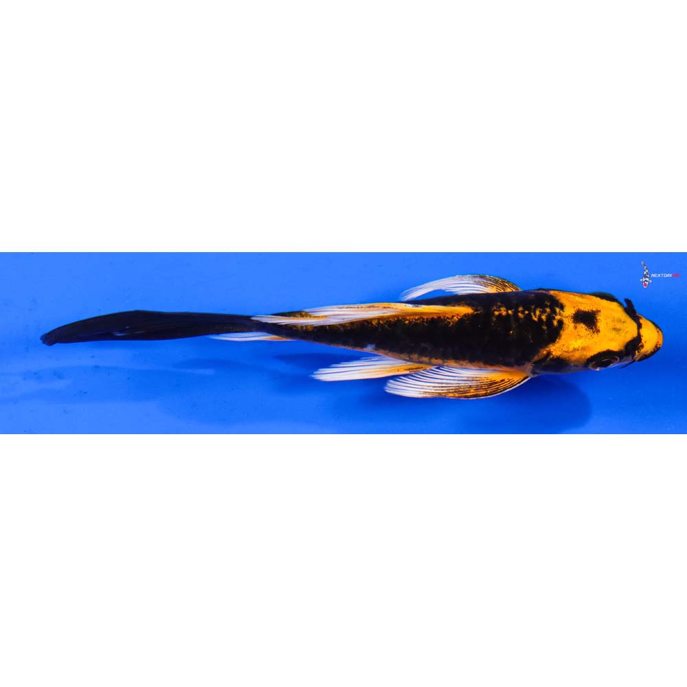 4” Imported Kin Kikokuryu Butterfly Koi