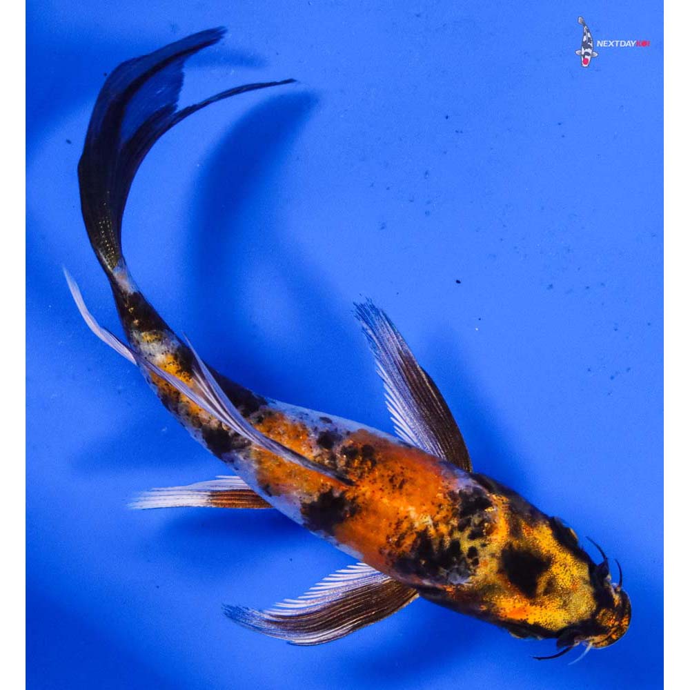 4.5” Imported Kin Showa Butterfly Koi