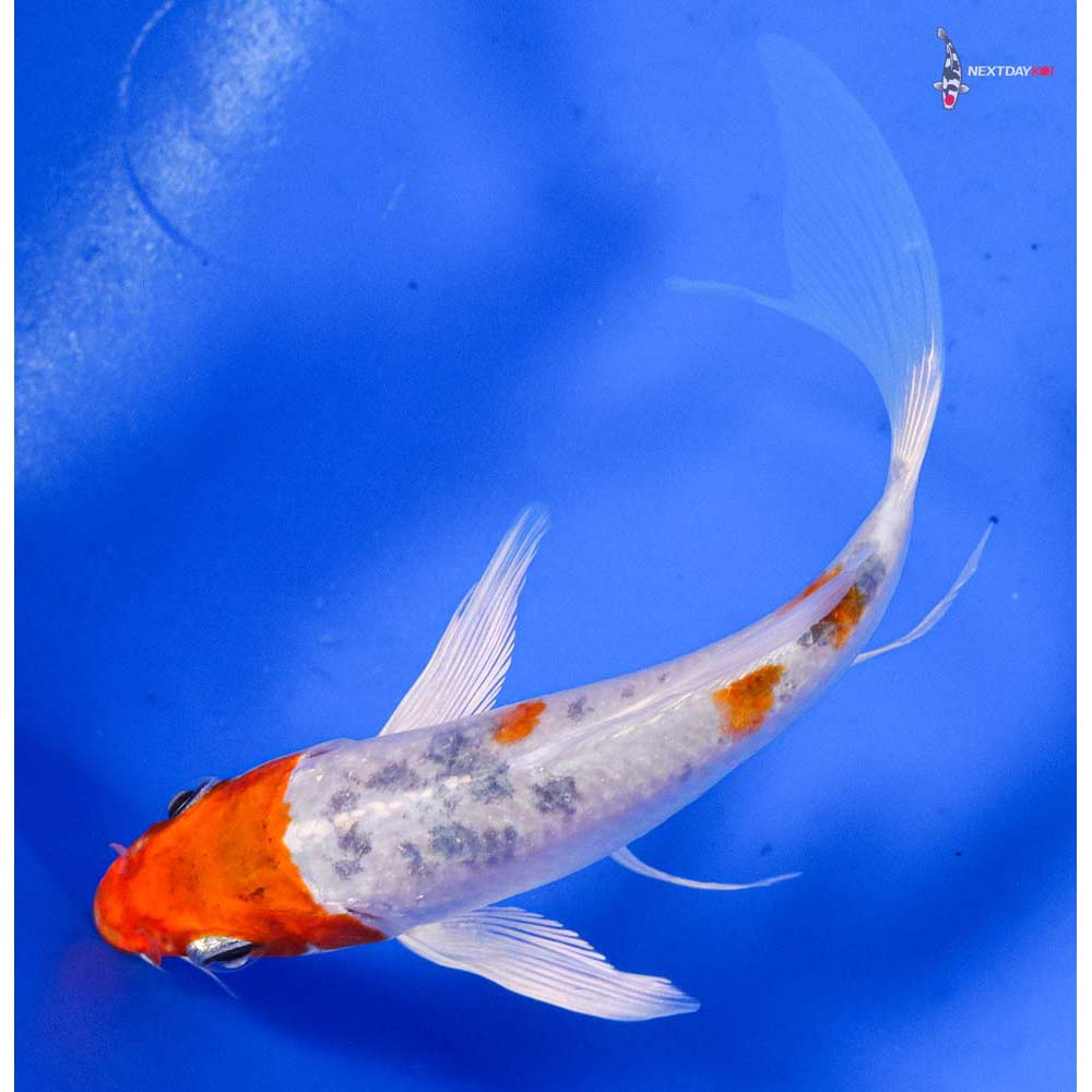 4.5” Imported Yamato Nishiki Butterfly Koi