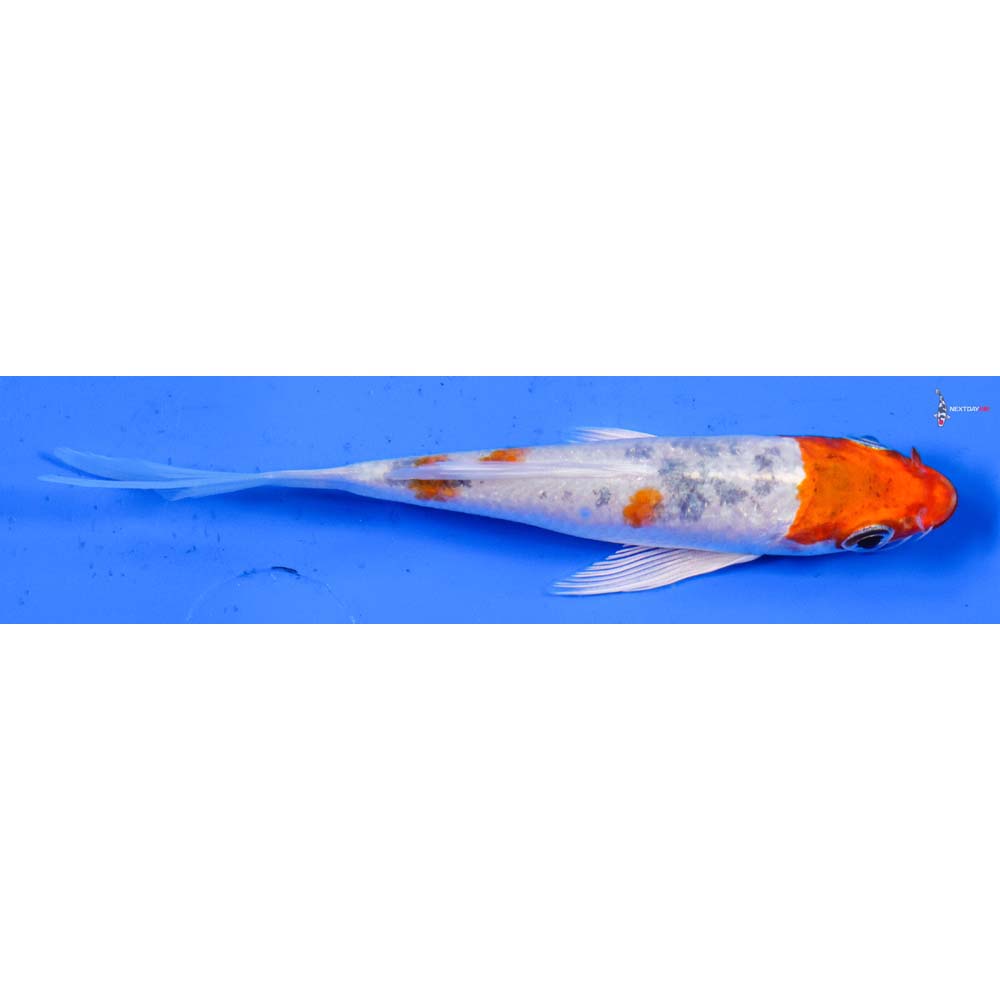 4.5” Imported Yamato Nishiki Butterfly Koi