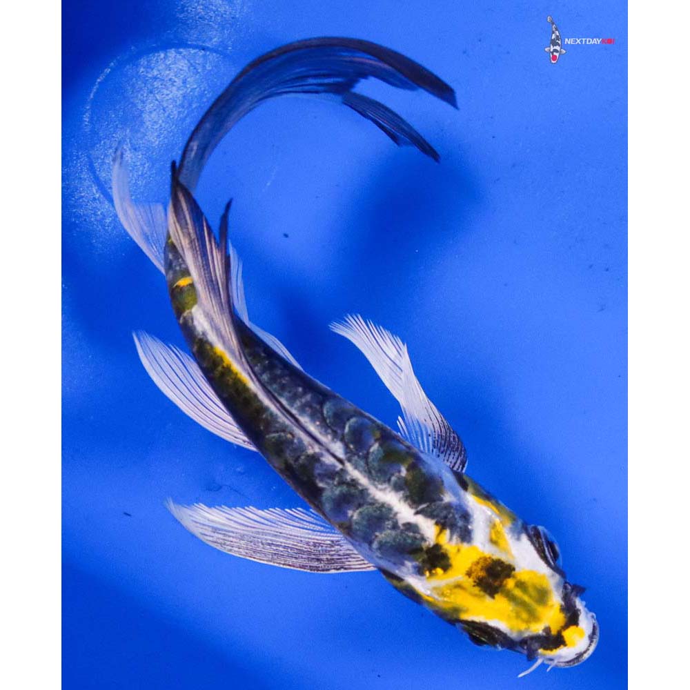 5” Imported Kin Kikokuryu Butterfly Koi
