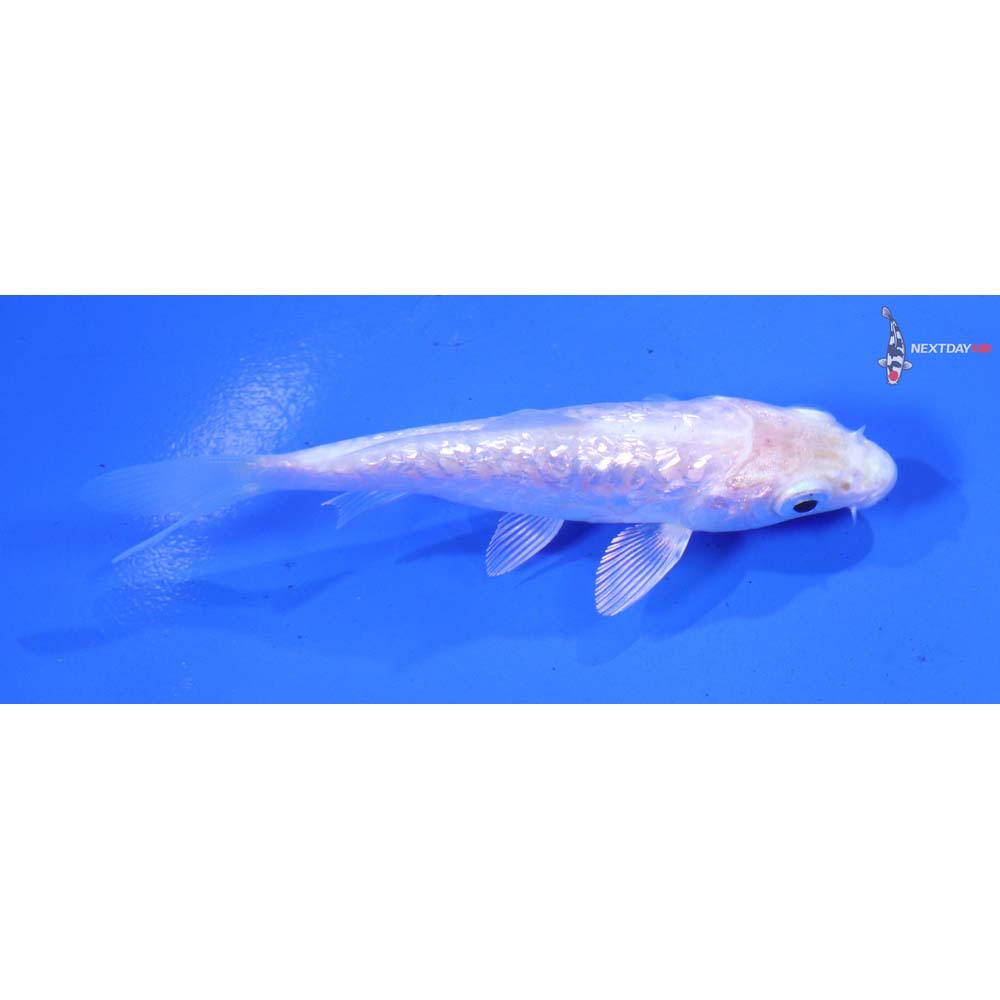 3” Imported Gin Rin Armor Scaled Platinum Ogon