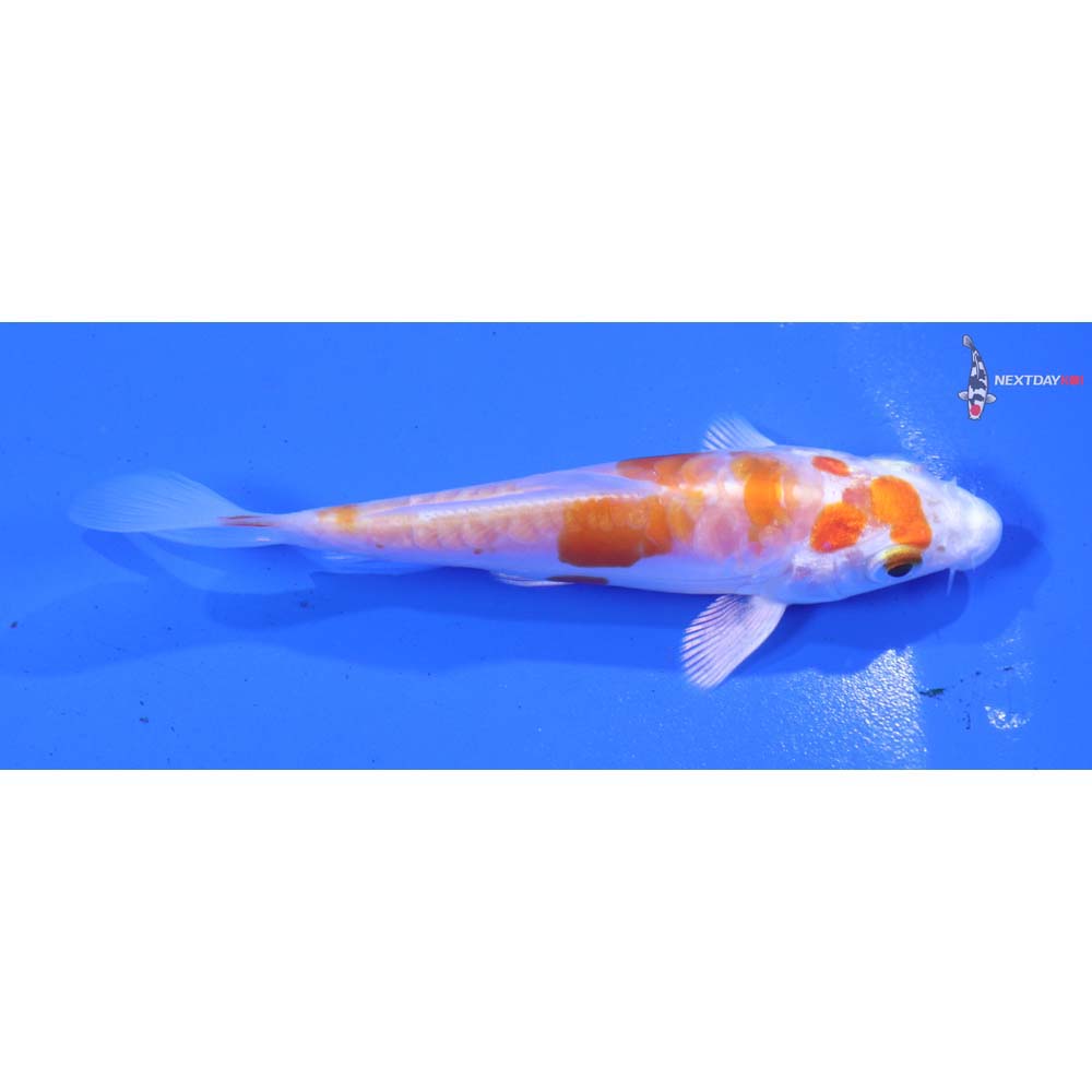 3.5” Imported Kikusui