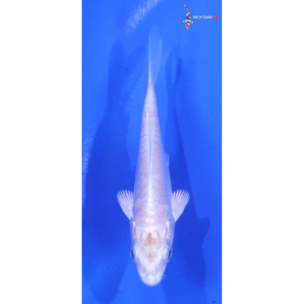 3.5” Imported Doitsu Platinum Ogon