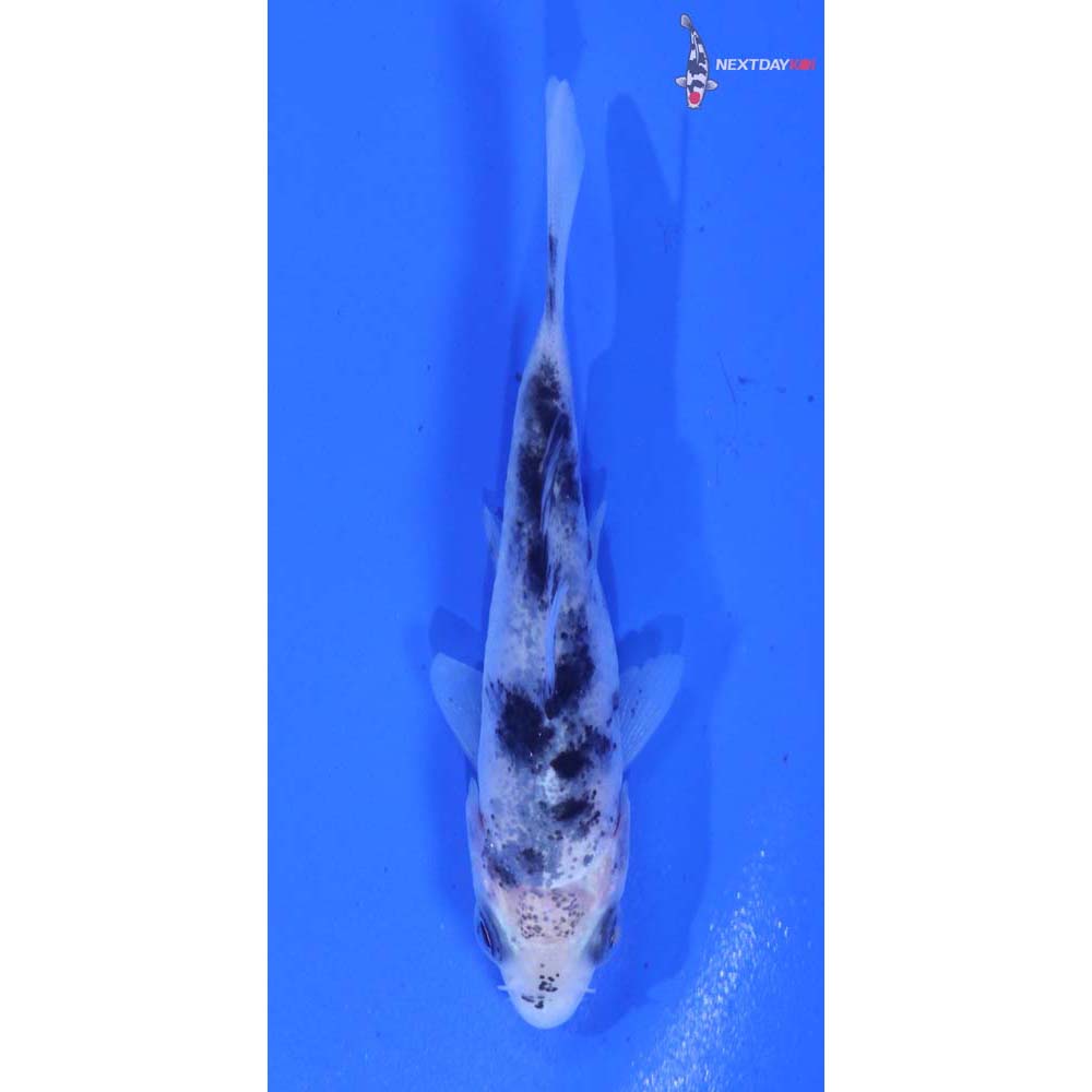 3” Imported Shiro Bekko