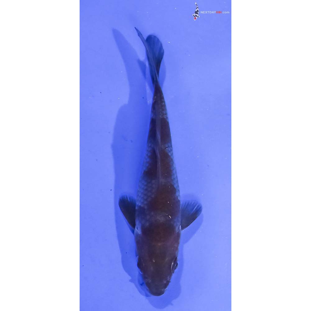 3.5” Imported Ochiba Shigure