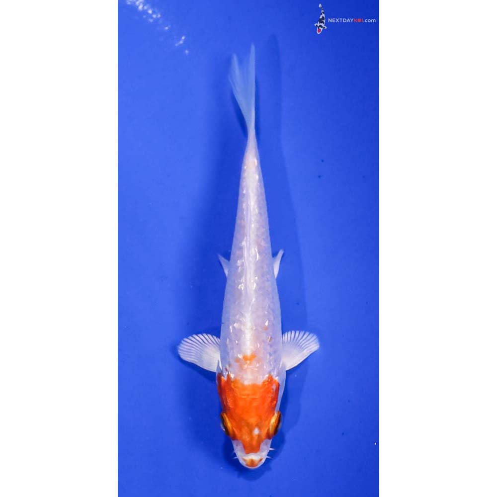 4” Imported Gin Rin Hariwake