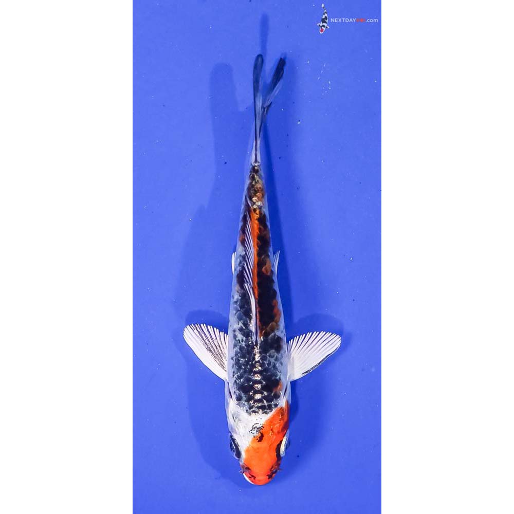 4” Imported Kujaku