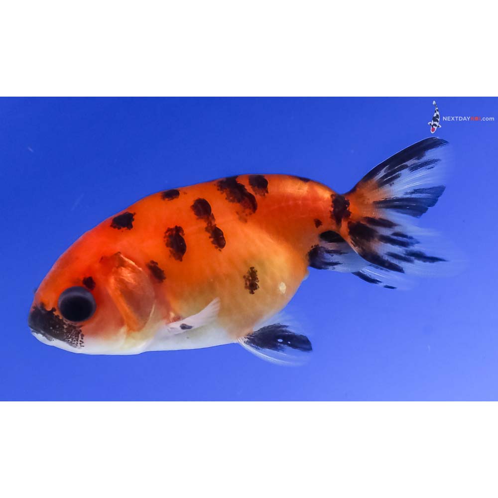 2.5” Imported Calico Ranchu