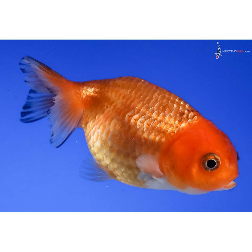2.5” Imported Red and White Ranchu