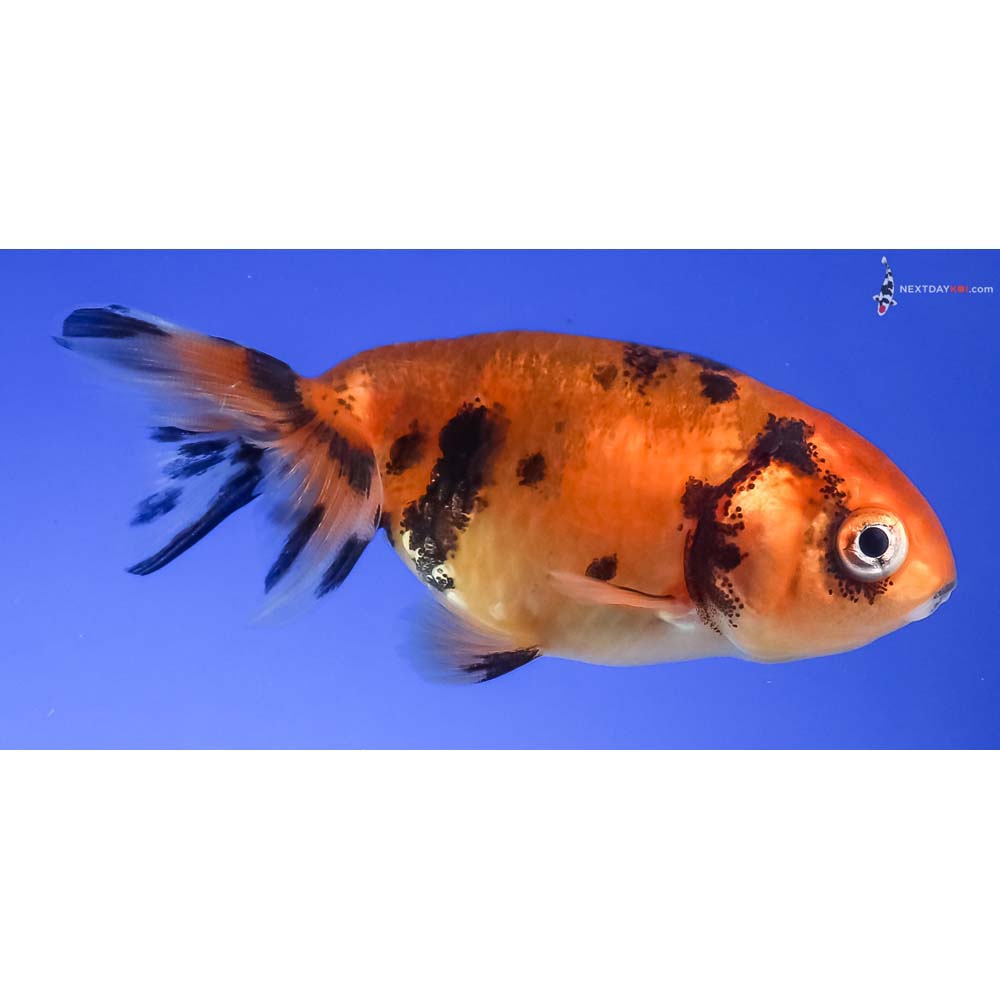 2.5” Imported Calico Ranchu