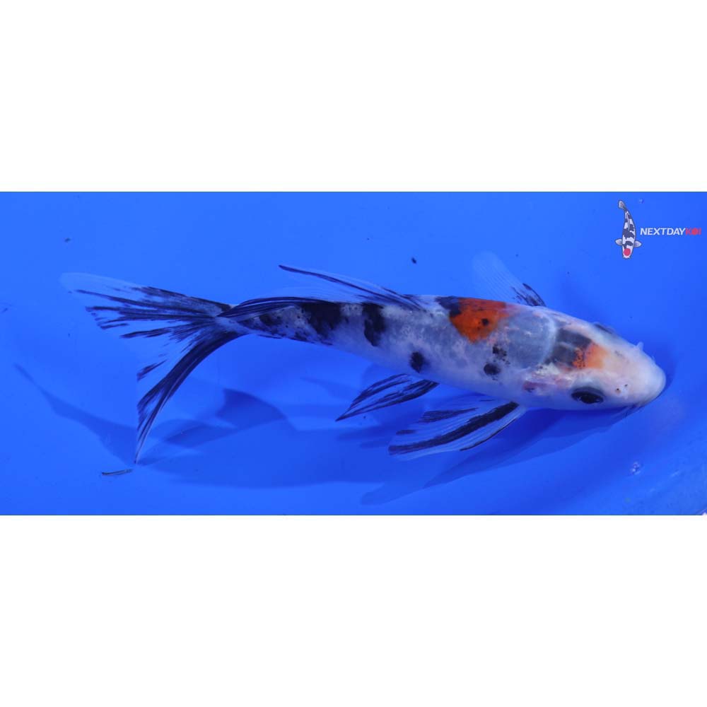 4.5” Imported Sanke Butterfly Koi