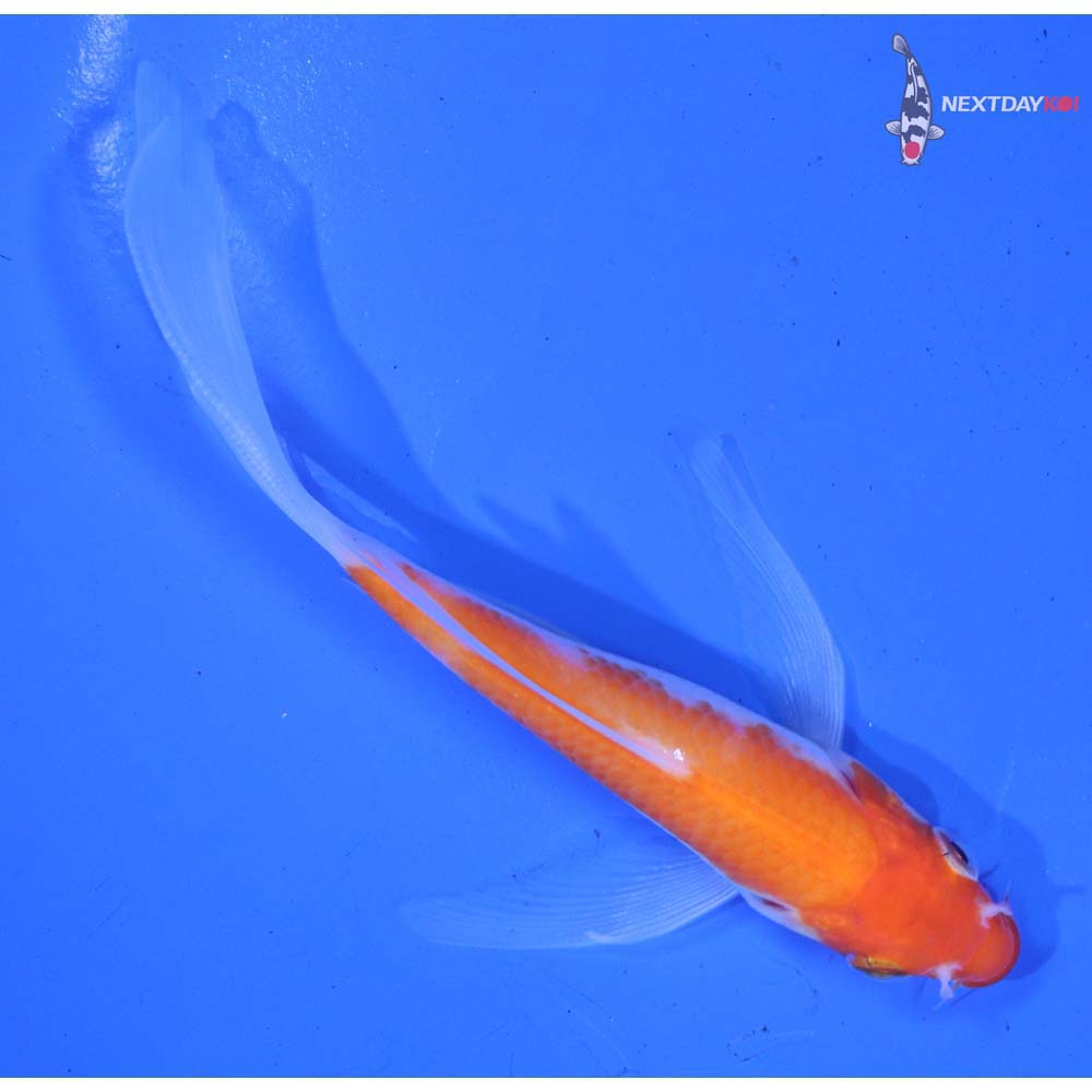 4.5” Imported Kohaku Butterfly Koi
