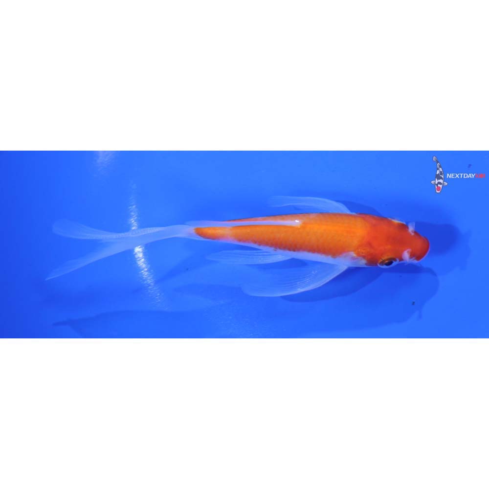 4.5” Imported Kohaku Butterfly Koi