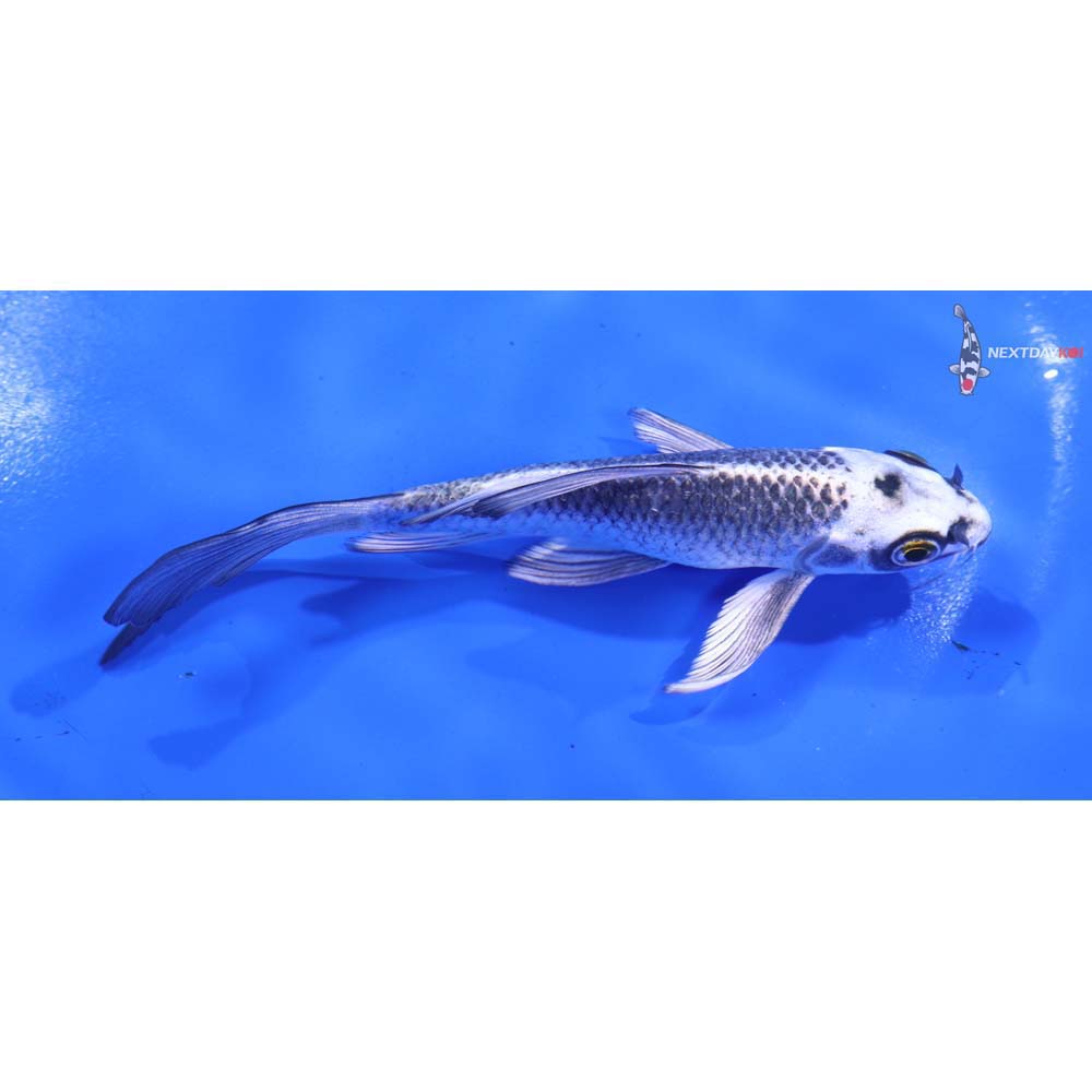 4.5” Imported Gin Matsuba Butterfly Koi