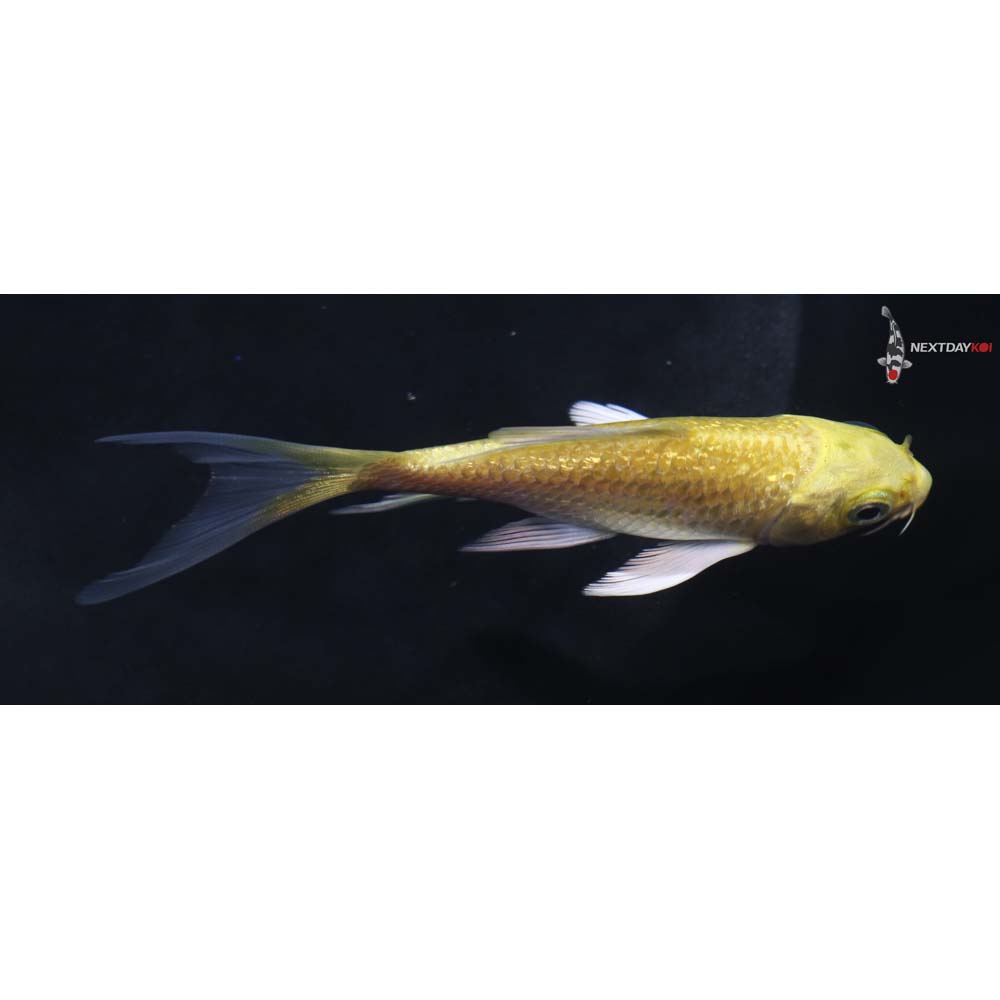 4.5” Imported Gin Rin Yamabuki Ogon Butterfly Koi