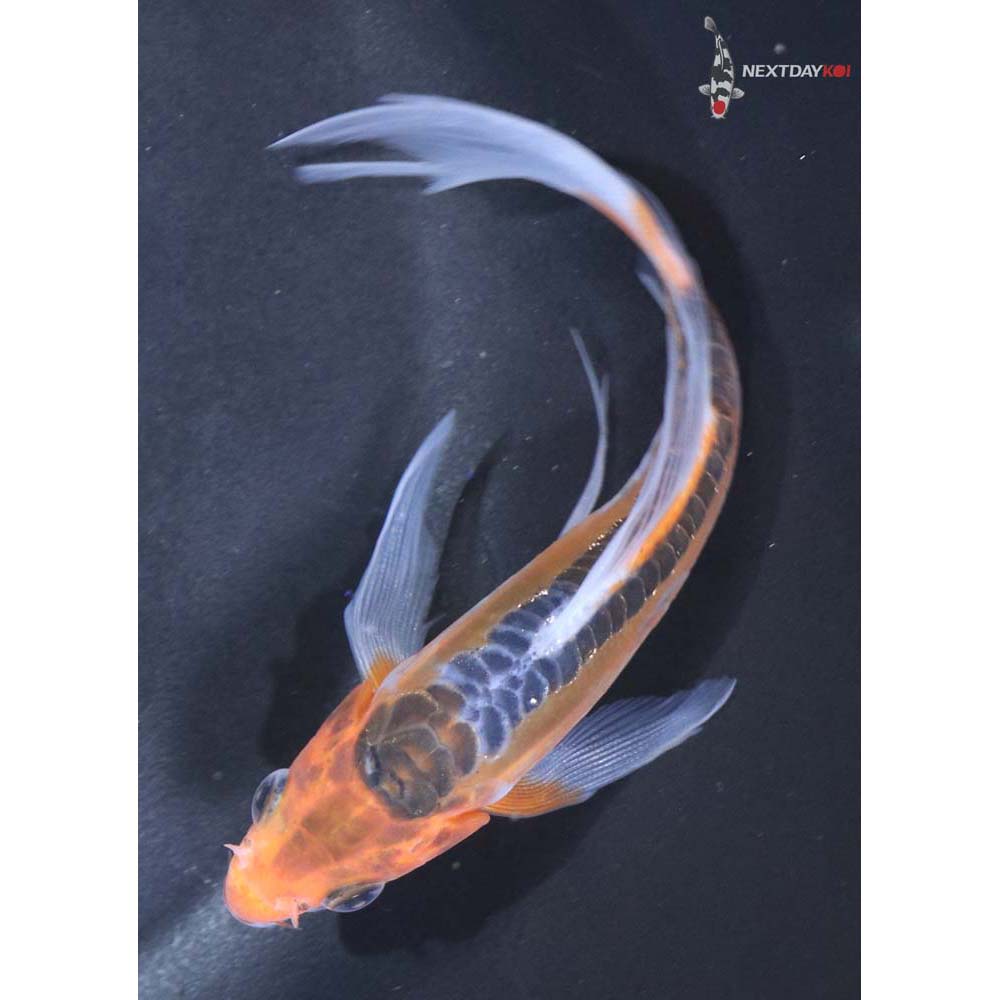 4.5” Imported Shusui Butterfly Koi