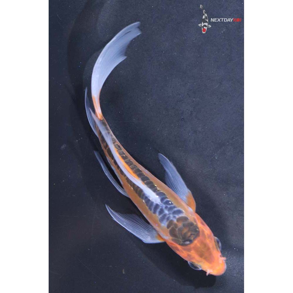 4.5” Imported Shusui Butterfly Koi
