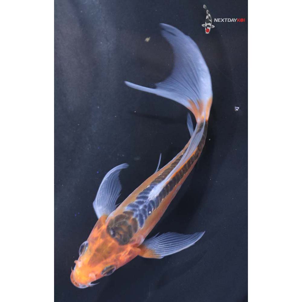 4.5” Imported Shusui Butterfly Koi