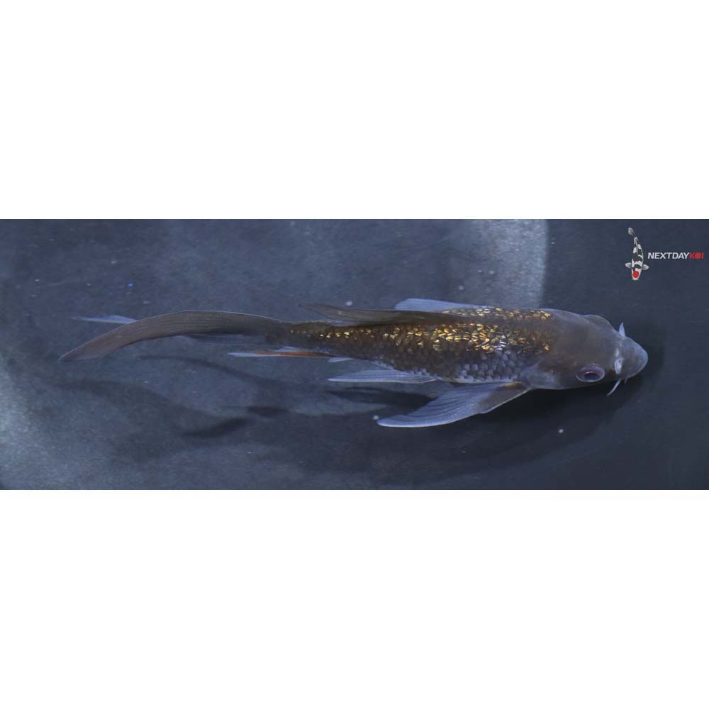 5” Imported Gin Rin Ochiba Shigure Butterfly Koi