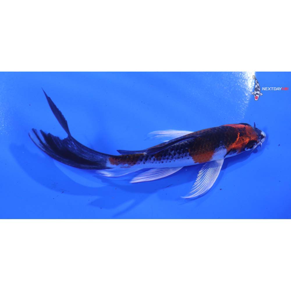 5” Imported Kujaku Butterfly Koi