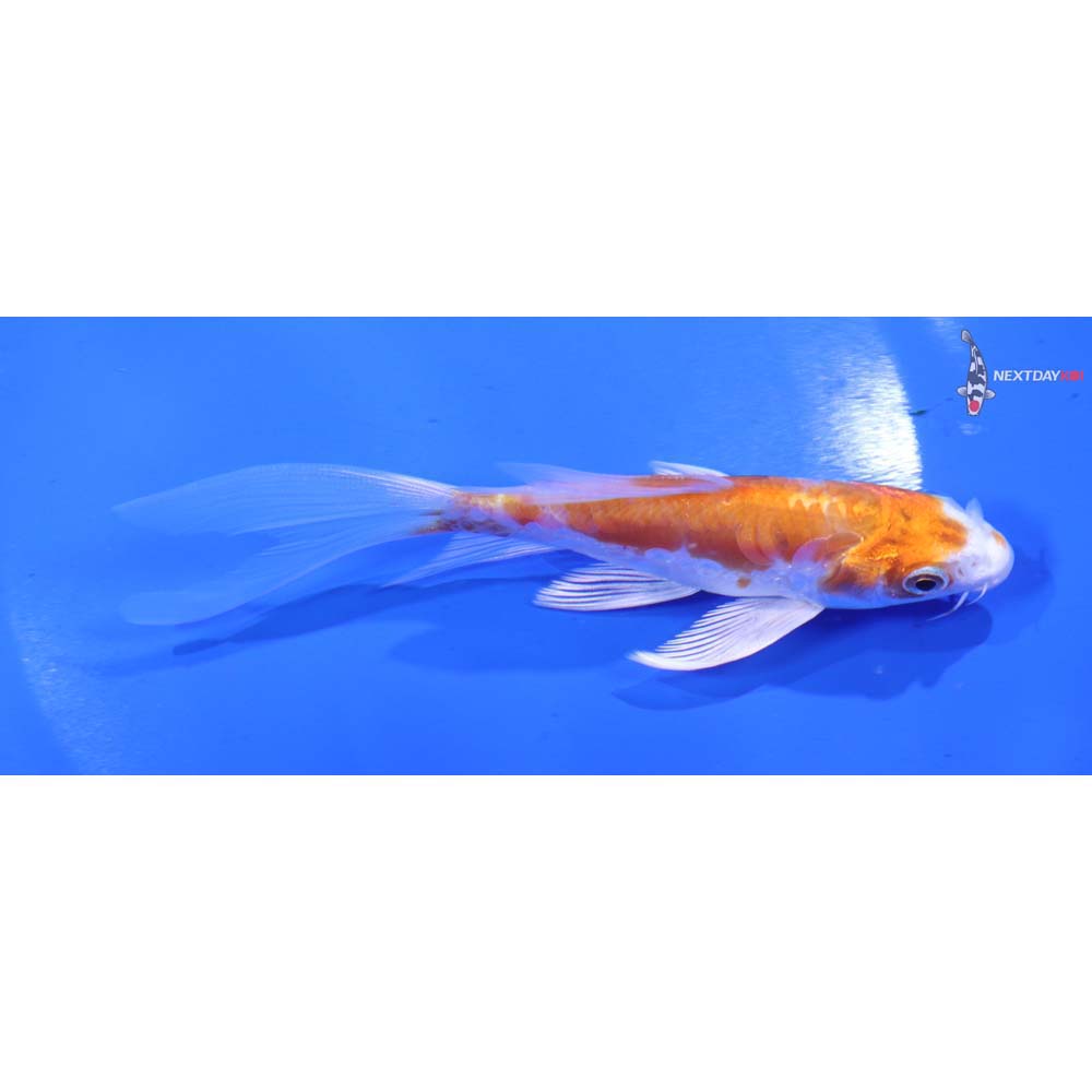 5” Imported Kikusui Butterfly Koi