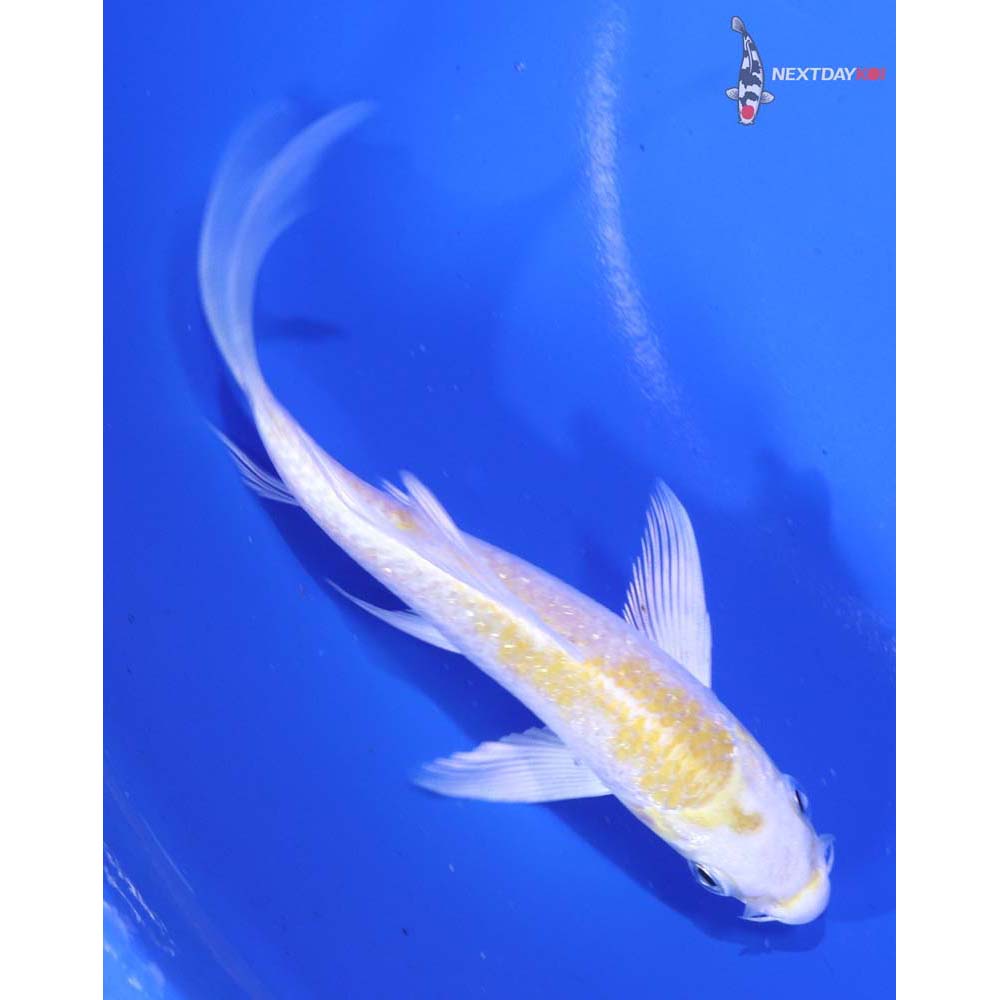 5” Imported Lemon Hariwake Butterfly Koi