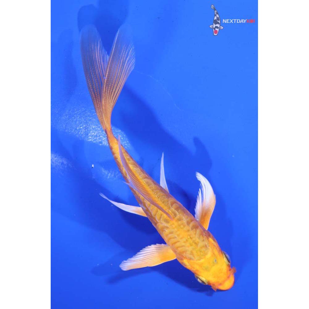 4.5” Imported Armor Scaled Orenji Ogon Butterfly Koi