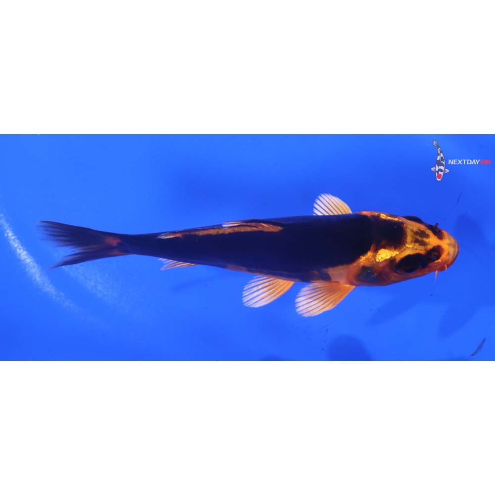 4.5” Imported Doitsu Orenji Matsuba