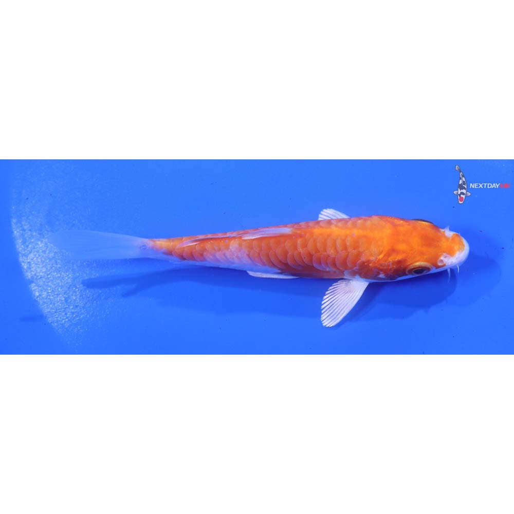 4.5” Imported Armor Scaled Hariwake