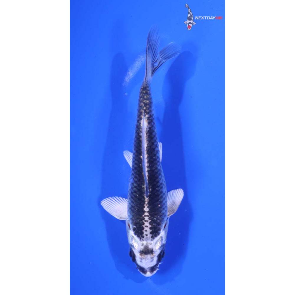 4.5” Imported Gin Matsuba