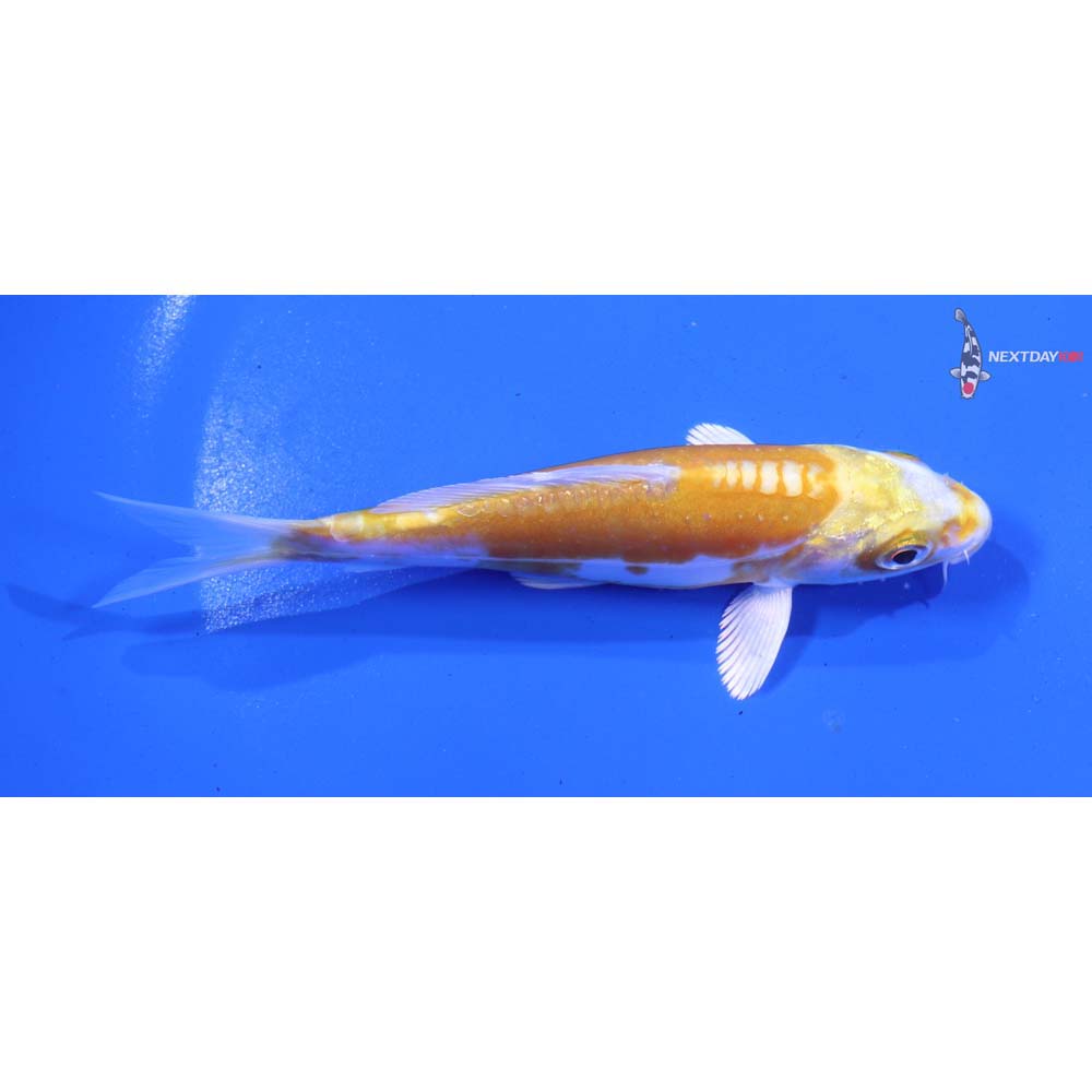 4.5” Imported Doitsu Lemon Hariwake