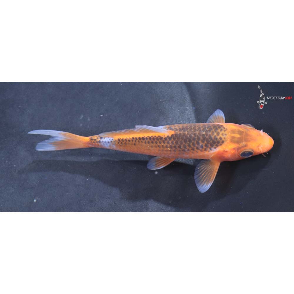 4.5” Imported Asagi