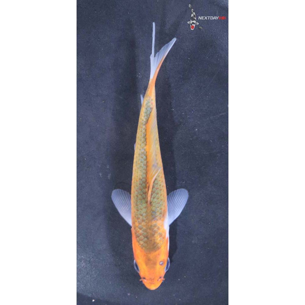 4.5” Imported Asagi