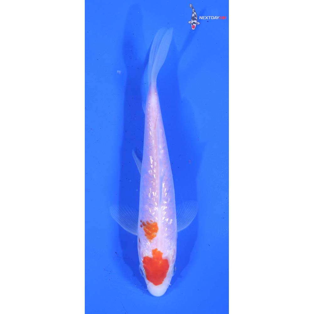 5” Imported Gin Rin Kohaku
