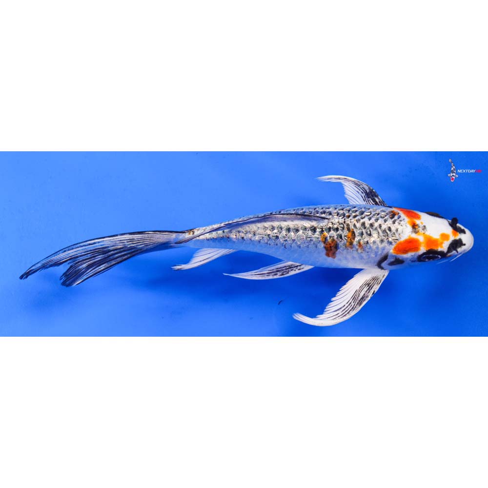 7” Imported Gin Rin Kujaku Butterfly Koi