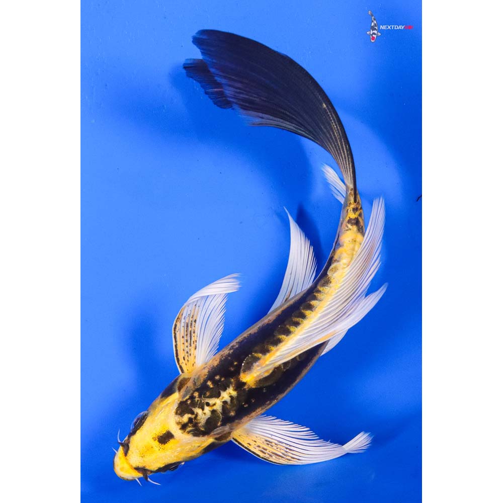 7” Imported Kin Kikokuryu Butterfly Koi