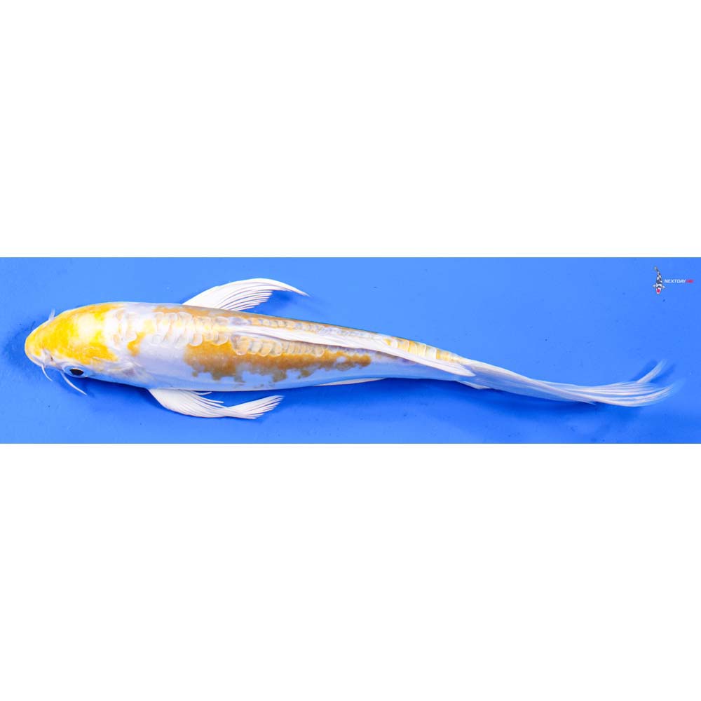 7” Imported Doitsu Lemon Hariwake Butterfly Koi