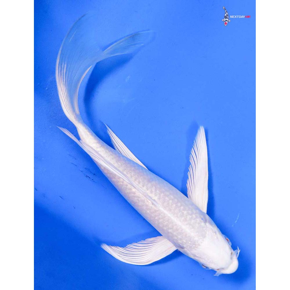 7.5” Imported Platinum Ogon Butterfly Koi