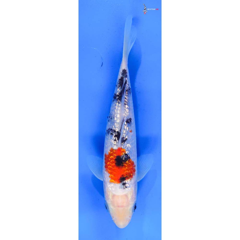 6” Imported Gin Rin Sanke