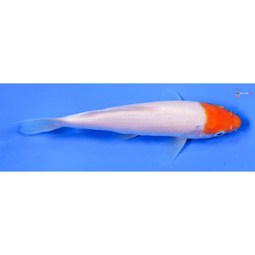 6” Imported Kohaku