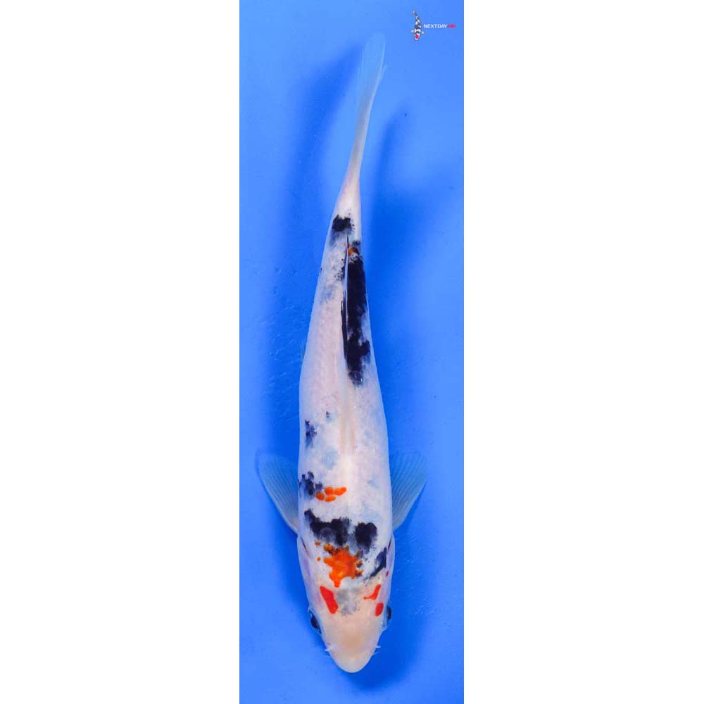 6.5” Imported Sanke