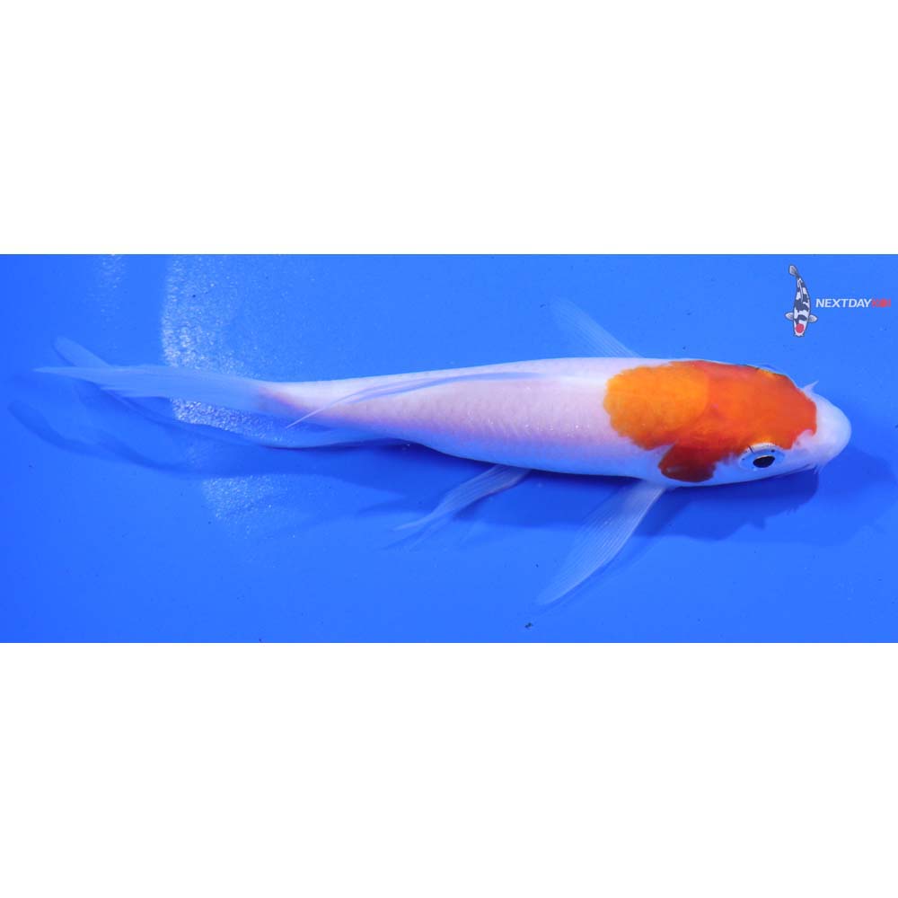 4.5” Imported Kohaku Butterfly Koi